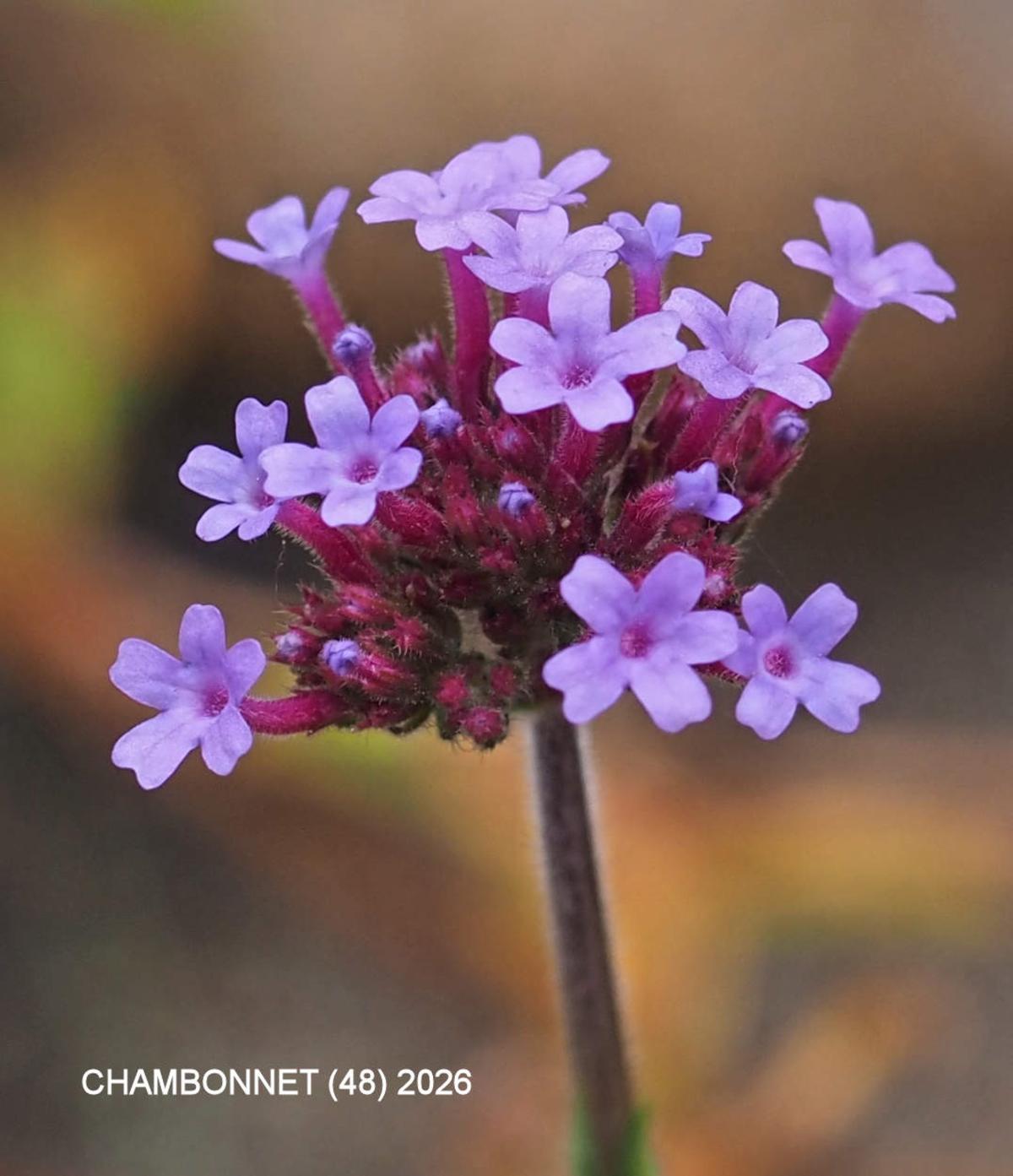 Vervain, Tall flower